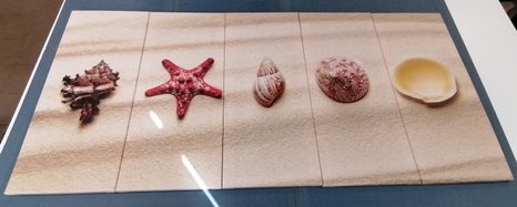 TABLOU 5-PIESE SCOICI PE O PLAJĂ CU NISIP - TABLOU NATURĂ ȘI PEISAJE NATURALE - TABLOURI