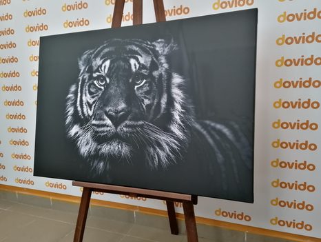 WANDBILD TIGER IN SCHWARZ-WEISS - SCHWARZ-WEISSE BILDER - BILDER