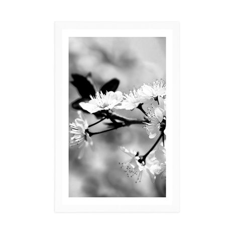 POSTER – FIORE DI CILIEGIO IN BIANCO E NERO - NERO E BIANCO - POSTER