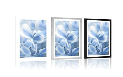 POSTER WITH MOUNT BLUE-WHITE HYDRANGEA FLOWERS - FLOWERS - POSTERS