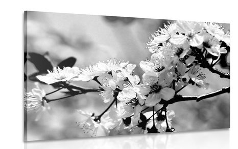 TABLEAU SUR TOILE – FLEUR DE CERISIER EN NOIR ET BLANC - TABLEAUX EN NOIR ET BLANC - TABLEAUX