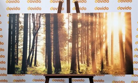 WANDBILD IN SONNENLICHT GETAUCHTER WALD - BILDER VON NATUR UND LANDSCHAFT - BILDER