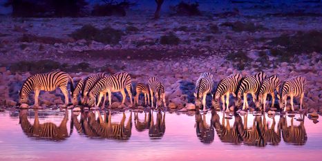 WANDBILD ZEBRAS AUF SAFARI - BILDER TIERE - BILDER