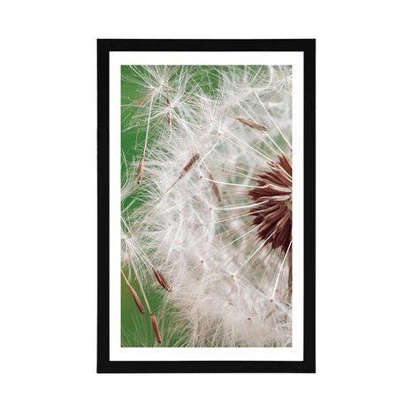 POSTER WITH MOUNT DANDELION SEEDS - FLOWERS - POSTERS