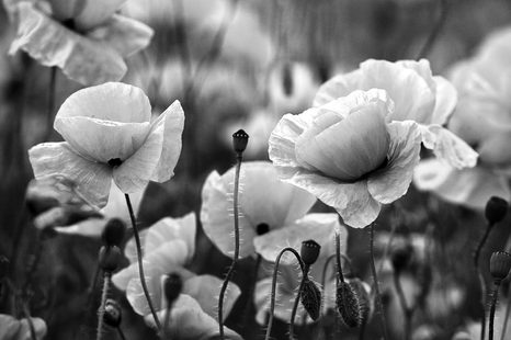 FOTOTAPETA ČERNOBÍLÉ POLE DIVOKÝCH MÁKŮ - ČERNOBÍLÉ TAPETY - TAPETY