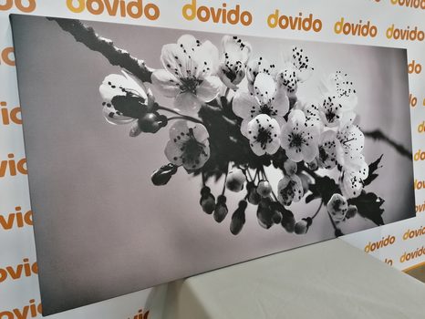 WANDBILD BLÜHENDER KIRSCHBLÜTENZWEIG IN SCHWARZ-WEISS - SCHWARZ-WEISSE BILDER - BILDER