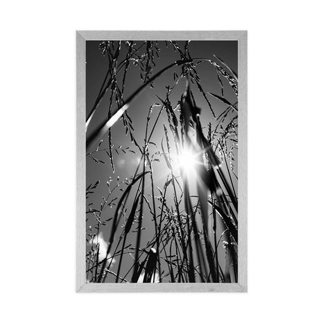 POSTER – ERBA DI CAMPO IN BIANCO E NERO - NERO E BIANCO - POSTER