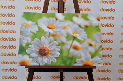 OBRAZ JARNÍ LOUKA PLNÁ KVĚTIN - OBRAZY KVĚTŮ - OBRAZY