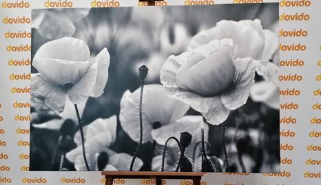 PIPACSOK A RÉTEN FEKETE FEHÉRBEN - FEKETE-FEHÉR KÉPEK - KÉPEK