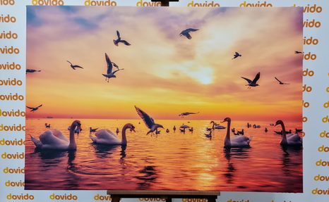 WANDBILD SCHWÄNE AUF DEM MEER - BILDER TIERE - BILDER