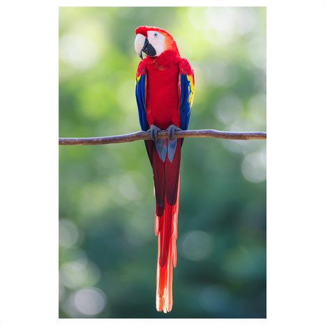 OBRAZ JASNĚ ČERVENÝ PAPOUŠEK NA VĚTVI - OBRAZY PTÁCI - OBRAZY