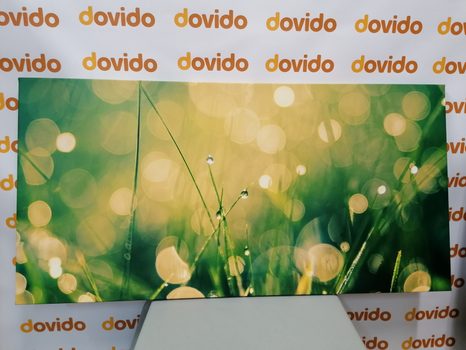 OBRAZ RANNÁ ROSA - OBRAZY PRÍRODY A KRAJINY - OBRAZY