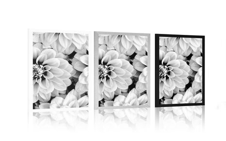 POSTER BLÜTEN DER DAHLIE IN SCHWARZ-WEISS - SCHWARZ-WEISS - POSTER