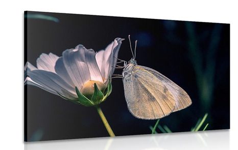 CANVAS PRINT BUTTERFLY ON A FLOWER