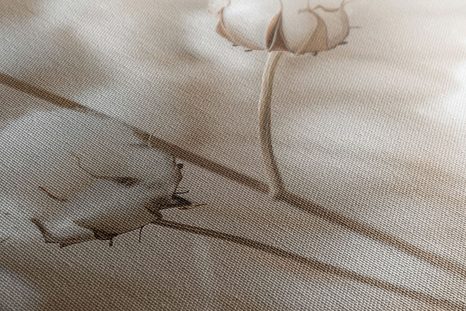 KÉP SZÁRAZ VIRÁGOK - KÉPEK FÜVEK - KÉPEK