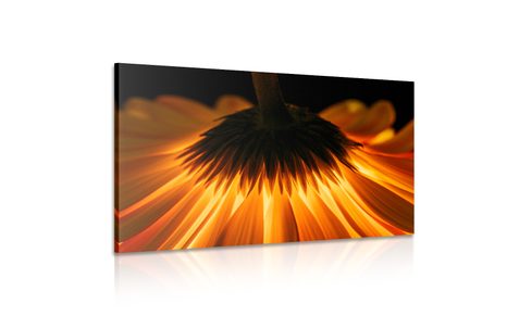 WANDBILD GERBERA AUF DUNKLEM HINTERGRUND - BILDER BLUMEN - BILDER