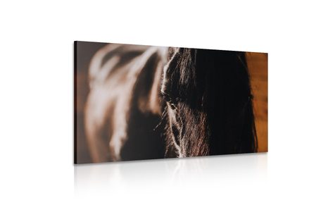 TABLEAU SUR TOILE – CHEVAL MAJESTUEUX - IMAGES D'ANIMAUX - TABLEAUX