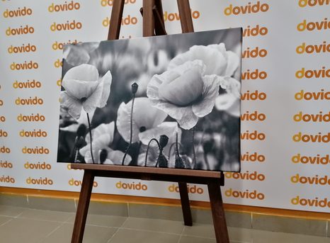 PIPACSOK A RÉTEN FEKETE FEHÉRBEN - FEKETE-FEHÉR KÉPEK - KÉPEK