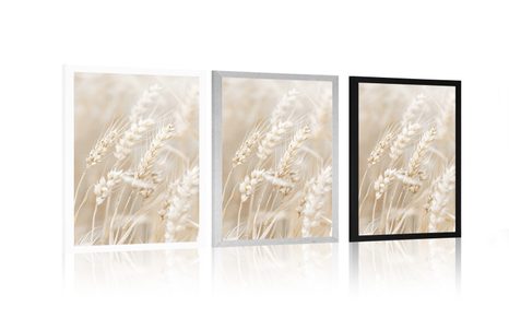 PLAKAT VLATI PŠENICE - BOTANIČKI - PLAKATI