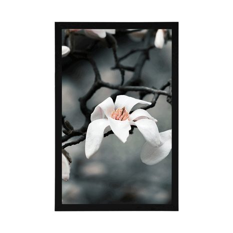 POSTER AWAKENING MAGNOLIA - FLOWERS - POSTERS