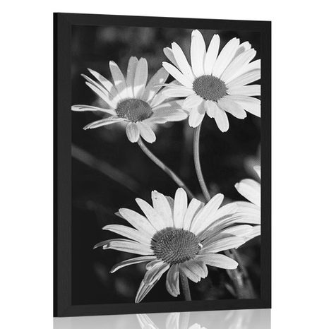 POSTER DAISIES IN THE GARDEN IN BLACK AND WHITE - BLACK AND WHITE - POSTERS