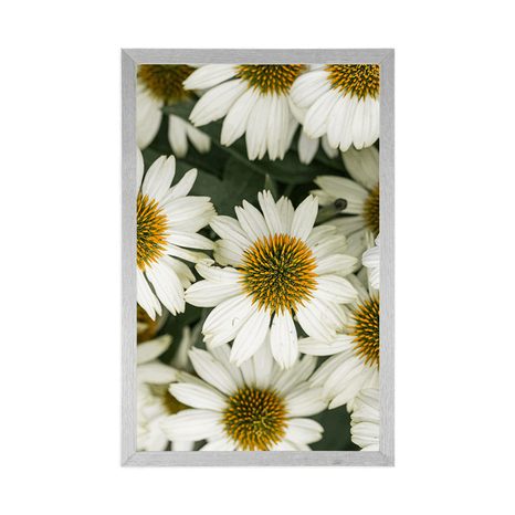 PLAKÁT LÉČIVÉ KVĚTINY HEŘMÁNKU - KVĚTINY - PLAKÁTY