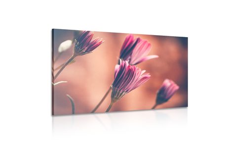 SLIKA NEŽNE ROŽNATE IVANJŠČICE - SLIKE ROŽ - SLIKE