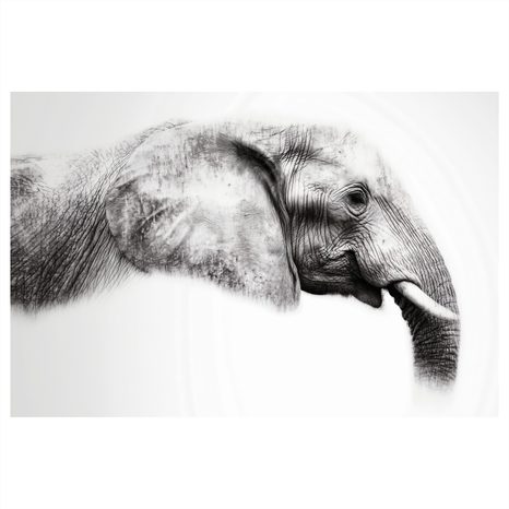 OBRAZ ELEGANTNÍ SLONÍ PROFIL - OBRAZY SLONI - OBRAZY
