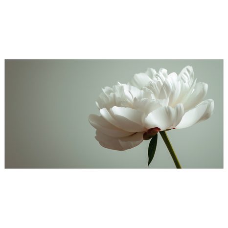 WANDBILD BLUMIGE ELEGANZ AUF WEISS - BILDER BLUMEN - BILDER