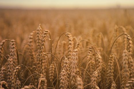 OBRAZ POLE ZBOŻOWE - OBRAZY PRZYRODY I KRAJOBRAZY - OBRAZY