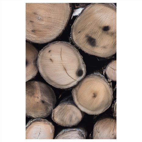 QUADRO SU TELA – DETTAGLIO DEL LEGNO - QUADRI ALBERI E FOGLIE - STAMPE E QUADRI