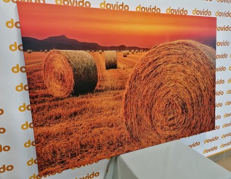 WANDBILD HEUBALLEN - BILDER VON NATUR UND LANDSCHAFT - BILDER