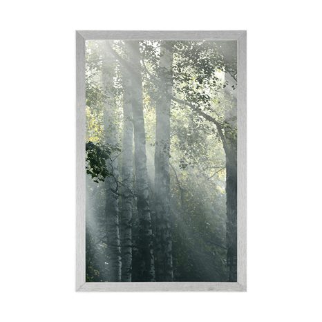 PLAGÁT SLNEČNÉ LÚČE V HMLISTOM LESE - PRÍRODA - PLAGÁTY