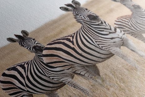 WANDBILD DREI ZEBRAS IN DER SAVANNE - BILDER TIERE - BILDER