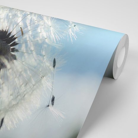 FOTOTAPETA DETAIL PAMPELIŠKY - TAPETY KVĚTINY - TAPETY