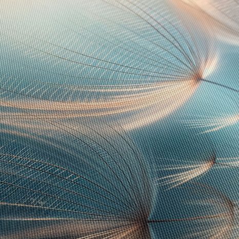 OBRAZ SNOVÉ KAPKY PAMPELIŠKY - OBRAZY PAMPELIŠKA - OBRAZY