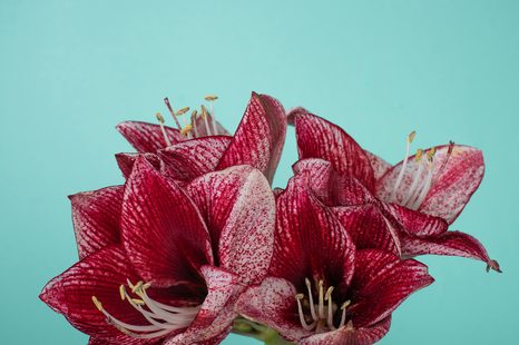 CARTA DA PARATI – AMARYLLIS ESOTICO SU SFONDO TURCHESE - CARTA DA PARATI CON FIORI - CARTA DA PARATI