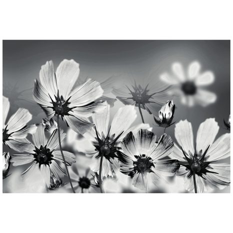 CARTA DA PARATI – FIORI IN BIANCO E NERO - CARTA DA PARATI BIANCO E NERO - CARTA DA PARATI