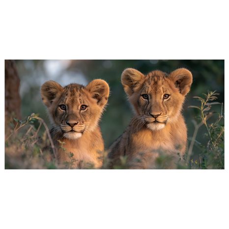OBRAZ DVOJICE MLADÝCH LVŮ - OBRAZY LVI A TYGŘI - OBRAZY