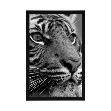 POSTER BENGAL-TIGER IN SCHWARZ-WEISS - SCHWARZ-WEISS - POSTER