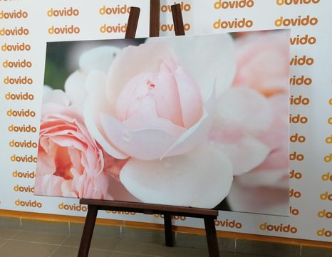 OBRAZ PLNÝ RŮŽÍ - OBRAZY KVĚTŮ - OBRAZY