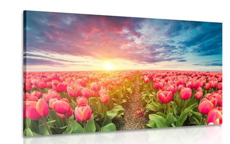 WANDBILD SONNENAUFGANG ÜBER DER WIESE MIT TULPEN - BILDER BLUMEN - BILDER