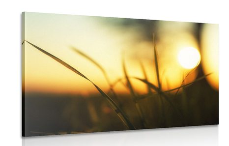 CANVAS PRINT SUNSET IN THE GRASS - PICTURES OF NATURE AND LANDSCAPE - PICTURES