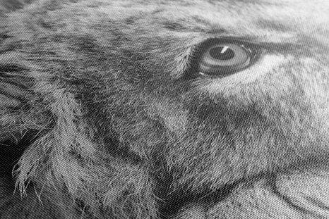 WANDBILD LÖWENJUNGE IN SCHWARZ-WEISS - SCHWARZ-WEISSE BILDER - BILDER