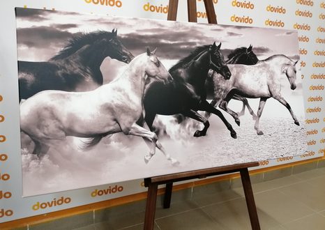 OBRAZ STÁDO KONÍ V ČERNOBÍLÉM PROVEDENÍ - ČERNOBÍLÉ OBRAZY - OBRAZY