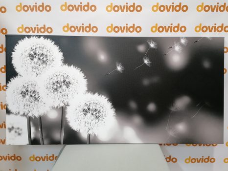 OBRAZ NADÝCHANÁ PAMPELIŠKA V ČERNOBÍLÉM PROVEDENÍ - ČERNOBÍLÉ OBRAZY - OBRAZY