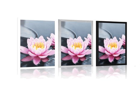 POSTER LOTUS FLOWER IN THE LAKE - FLOWERS - POSTERS