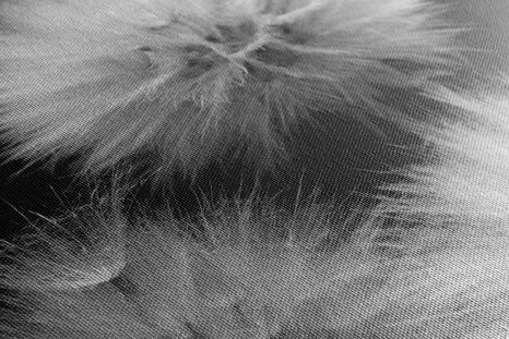 OBRAZ CZARNO-BIAŁY MNISZEK LEKARSKI - OBRAZY CZARNO-BIAŁE - OBRAZY