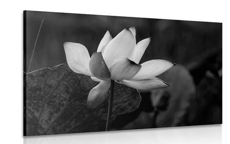 CANVAS PRINT DELICATE LOTUS FLOWER IN BLACK AND WHITE DESIGN