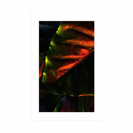 PLAGÁT S PASPARTOU TROPICKÉ PALMOVÉ LISTY - PRÍRODA - PLAGÁTY